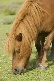 Miniature Bay Prints: Sheltand Pony - grazing
