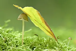 sheltered - a small and tiny fungus grows on a dead tree trunk. It is sheltered by an autumn coloured beech leaf which has fallen from a tree in the forest - Baden-Wuerttemberg, Germany