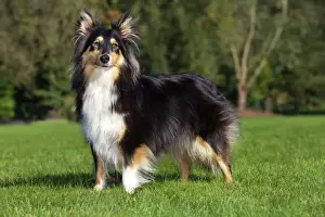 Sheepdog Prints: Sheltie