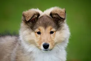 Images Dated 25th November 2007: Sheltie pup