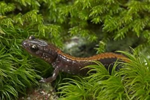 Images Dated 11th July 2014: Shenandoah Salamander