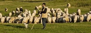 Images Dated 9th October 2008: Shepherd - With dogs and his sheep flock - Near