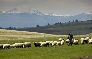 Shepherd with sheep flock in high pastures