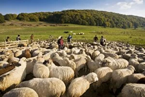 Images Dated 13th October 2010: Shepherds and communal sheep flock at traditional