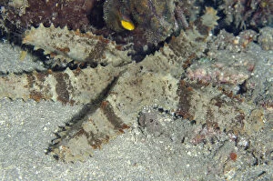 Amed Gallery: Sheriff-badge Sea Star - Night dive, Pyramids