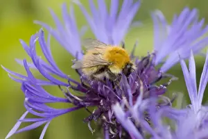 Mainland Prints: Shetland Bumblebee - also known as Moss Carder Bee - feeding on flower - Orkney Mainland IN000932