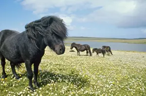 Windswept Prints: Shetland Ponies