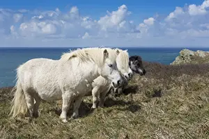 Farm Animal Prints: Shetland Ponies - Conservation Grazing - Lizard Point, Cornwall, UK