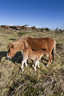 Images Dated 5th May 2006: Shetland Ponies - Godolphin, Cornwall, UK