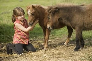 Shetland Ponies - With young girl