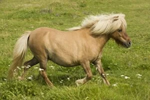 Images Dated 10th September 2007: Shetland Pony