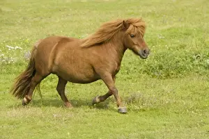 Shetland Pony