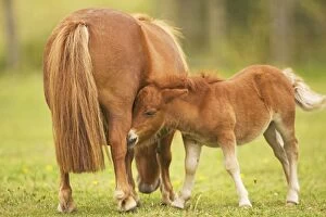 Shetland Pony - adult with foal