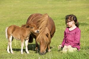Shetland Pony - adult & foal grazing in field with