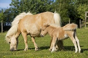 Images Dated 21st July 2000: Shetland Pony - adult & foal grazing in field