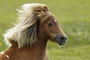 Shetland Pony - backlit