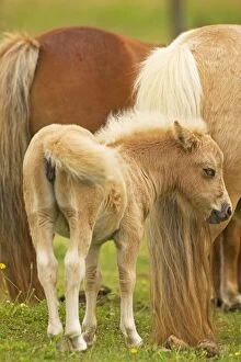Images Dated 22nd July 2000: Shetland Pony - foal