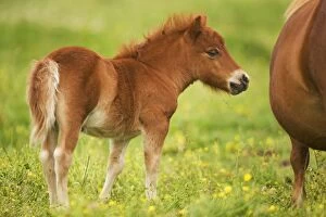 Images Dated 22nd July 2000: Shetland Pony - foal