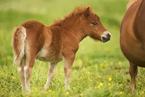 Shetland Pony - foal