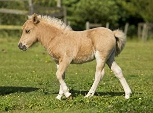Images Dated 21st July 2000: Shetland Pony - foal in field