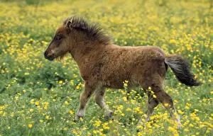 Trotting Prints: Shetland Pony - foal in fieldwith flowers