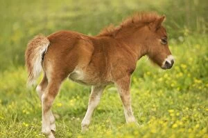 Shetland Pony - foal in meadow of flowers
