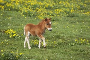 Shetland Island Collection: Shetland Pony - Foal Shetland Mainland, UK MA001359