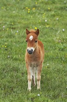 Shetland Island Collection: Shetland Pony - Foal Shetland Mainland, UK MA001372