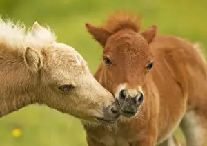Miniature Bay Prints: Shetland Pony - two foals kissing