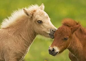 Shetland Pony - two foals nuzzling