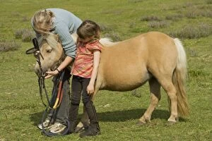 Shetland Pony - With girls having bridle put on