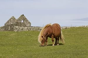 Shetland Pony - grazing with abandoned croft in background