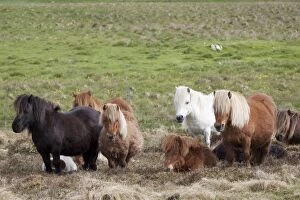 Shetland Pony - group