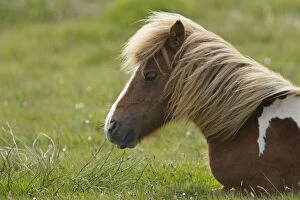 Shetland Pony - lying down