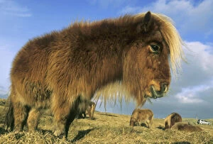 Shetland Pony, mainland Shetland Islands