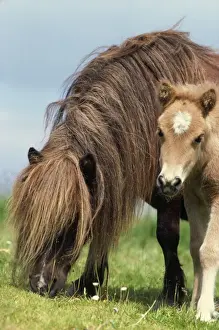 Shetland Pony - mare & foal in fieldwith flowers