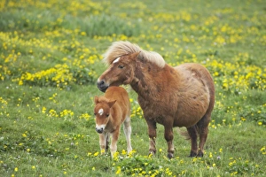 Shetland Pony - mare and foal