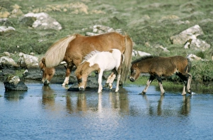 Shetland Pony - mare and foal