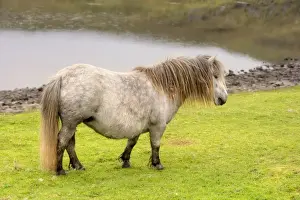 Miniature Bay Prints: Shetland Pony - pale mare on pasture Central Mainland, Shetland Isles, Scotland, UK