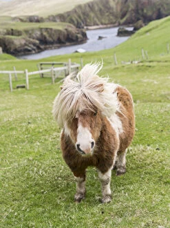 Shetland Pony on pasture near high cliffs