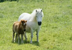 Shetland Pony Pony & foal