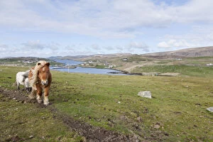 Pony Gallery: Shetland Pony, Shetland islands, Scotland