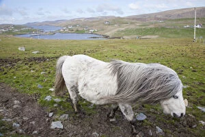 Images Dated 16th October 2013: Shetland Pony, Shetland islands, Scotland