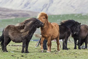 Images Dated 16th October 2013: Shetland Pony, Shetland islands, Scotland