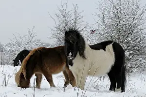 Minature Prints: Shetland Pony - in the snow - The Netherlands