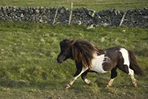 Trotting Prints: Shetland Pony - Stallion Trotting Unst, Shetland, UK MA001268