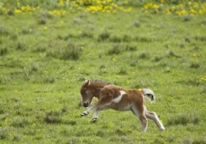 Images Dated 28th May 2012: Shetland Pony - young foal running