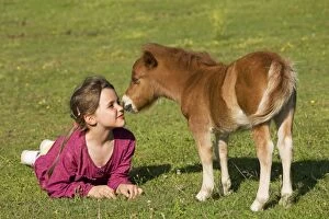 Shetland Pony - young girl face to face with foal