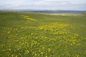 Shetland Island Collection: Shetland Scene with Marsh Marigold in foreground Yell, Shetland, UK LA003139