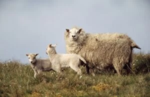 Images Dated 14th May 2007: Shetland Sheep - with lambs